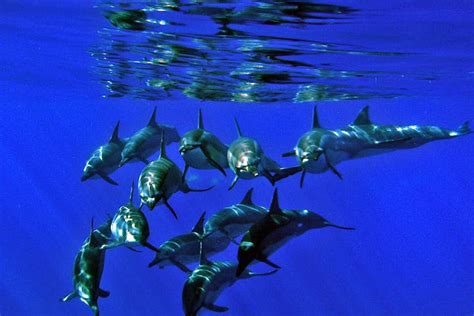 Oahu Dolphin Tour & Excursion | Dolphin Excursions