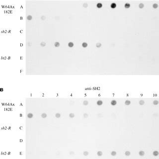 Protein Blot Analysis of Glycerol Density Gradient Fractions. | Download Scientific Diagram