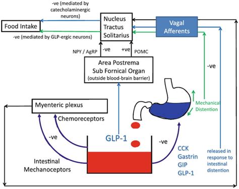 Is Berberine Nature’s Ozempic? A Look at GLP-1 Agonists