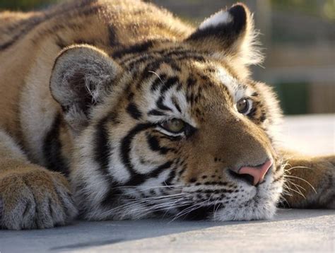 Lincolnshire Wildlife Park, Friskney, Lincolnshire