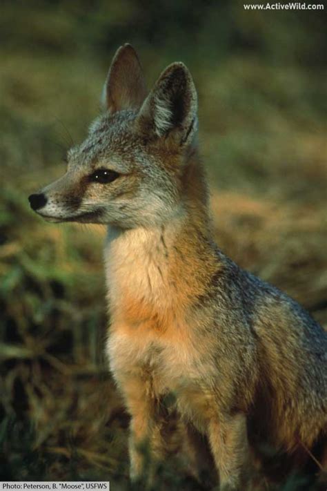 Kit Fox Facts, Pictures & Information: North American Desert Animal