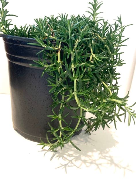 Trailing Rosemary Prostrate Rosemary Rosmarinus officinalis | Etsy