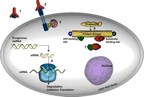 In Vitro Protein Kinase Assay Service - Profacgen