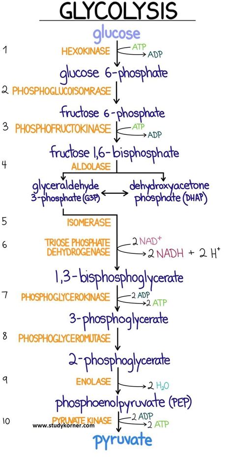 Glycolysis Diagram Simple