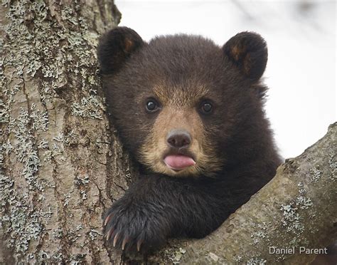 "Bear Cub" by Daniel Parent | Redbubble