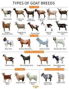 Goat Breeds - Facts, Types, and Pictures | Raising farm animals, Goats, Breeds of cows