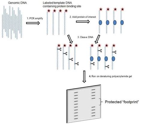 DNA footprinting