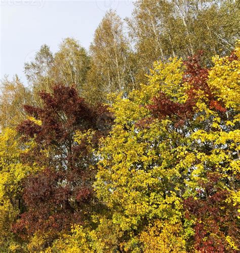 Yellow maple foliage 9510699 Stock Photo at Vecteezy