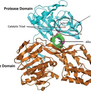 Structure of the NS3/4A serine protease, with the NS3 protease domain ...