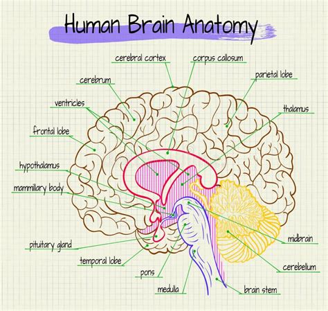 Limbic Systeem Dwarsdoorsnede Van De Menselijke Hersenen Vector ...