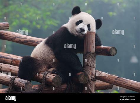 Panda posing for camera Stock Photo - Alamy