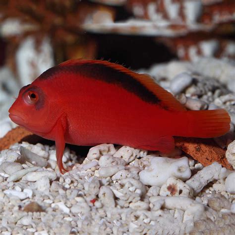 Scarlet Hawkfish Fast Professional service Abyss Aquatics