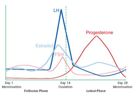 What do my hormones do throughout my cycle? | Point Specifics