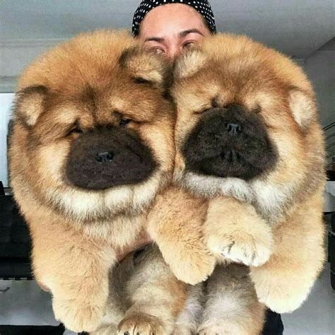 Chow Chow Dog Puppy, Chow Dog Breed, Dog Breeds, Cute Dogs Breeds, Cute ...