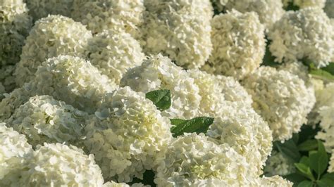 We're Loving the White Wedding Hydrangea | Southern Living