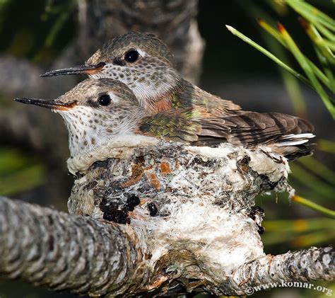 Baby Hummingbird Nest - COOL!