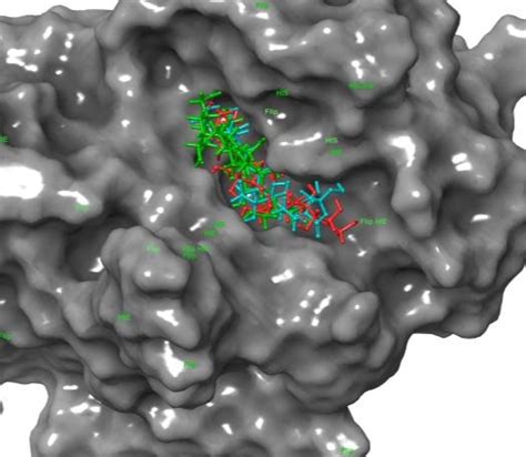 Surface structure of the human pancreatic alpha amylase enzyme showing ...