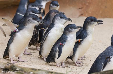 Little Blue Penguin - Cincinnati Zoo & Botanical Garden