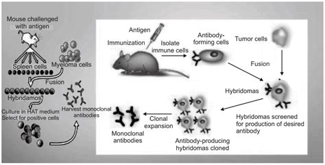 Monoclonal Antibodies - Preparation, Applications, and More