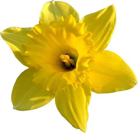 Daffodil Clip Art - Cliparts.co