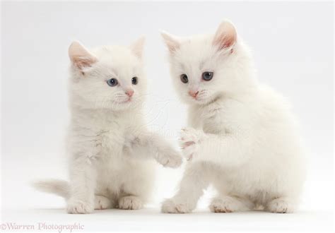 White kittens playing photo WP42919