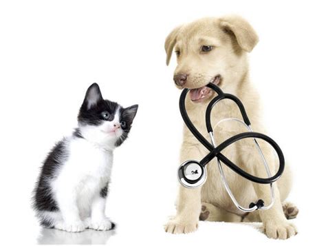 Pet Clinic in Vasant Kunj | Dr Kharb's Pet Clinic & Surgery in New Delhi, India