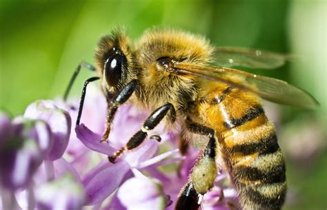 Honey Bees: Our Favorite Pollinators - Rose Pest Solutions