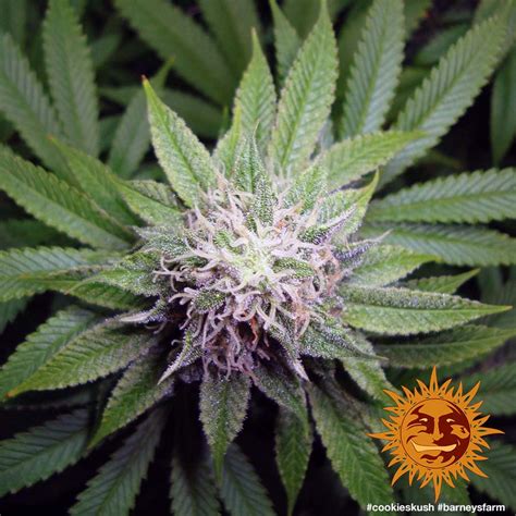 ! COOKIES KUSH™ Cannabis Seeds | BARNEYS FARM®