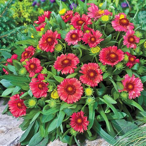 Spring Hill Nurseries 3 in. Pot Arizona Red Shades Gaillardia Live Deciduous Plant Red Flowering ...