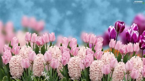 Hyacinths, Flowers, Tulips - Flowers wallpapers: 1920x1080