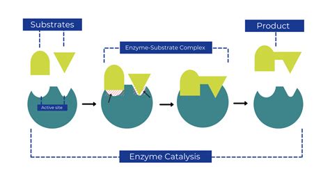 All you need to know about enzymes | Zymvol