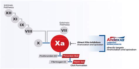 Mechanism of Action | ANDEXXA | For HCPs