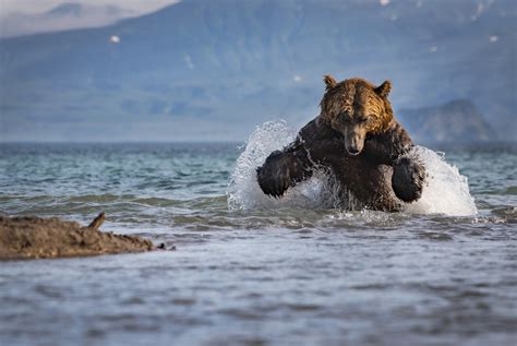 2017 National Geographic Nature Photographer of the Year Contest - The ...