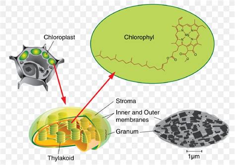 Thylakoid Chloroplast Photosynthesis Stroma Chlorophyll, PNG, 832x587px, Thylakoid, Adenosine ...