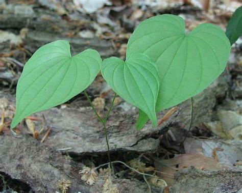 Wild Yam Root – Benefits and Side Effects | Medicinal herbs, Healing herbs, Medicinal plants