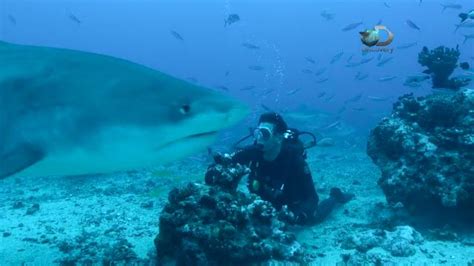 New feeding frenzy on Discovery's Shark Week