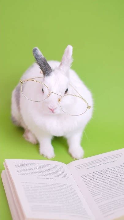 CUTE BUNNY WITH EYEGLASSES ĐỘNG VẬT, ĐỘNG VẬT DỄ THƯƠNG, ANIMALS, CUTE ...