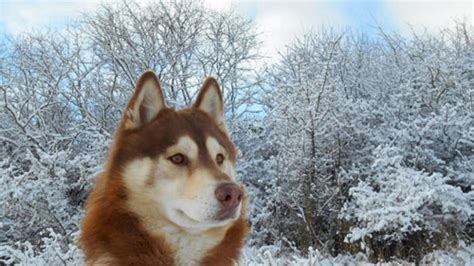 How to train a Siberian Husky? Step by Step