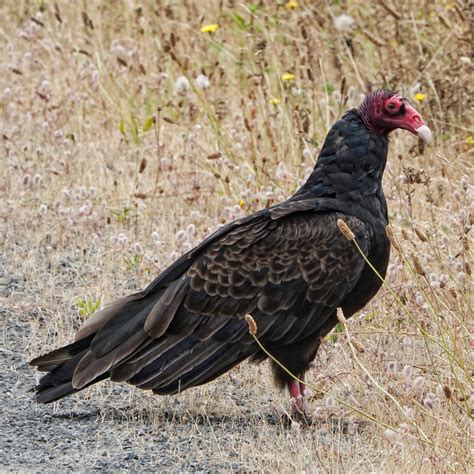 Turkey Vulture (Cathartes aura ssp. meridionalis) – 10,000 Things of ...