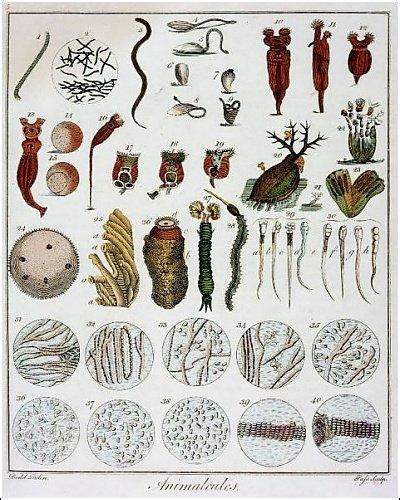 1673-1723: Anton van Leeuwenhoek