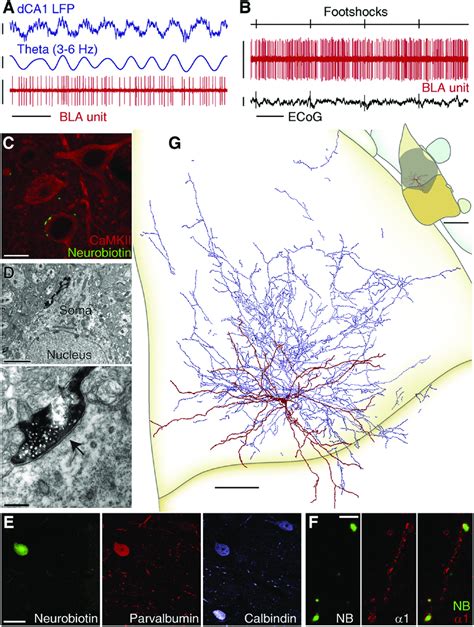 PV Basket Cells: Firing In Vivo and Anatomical Characterization All... | Download Scientific Diagram