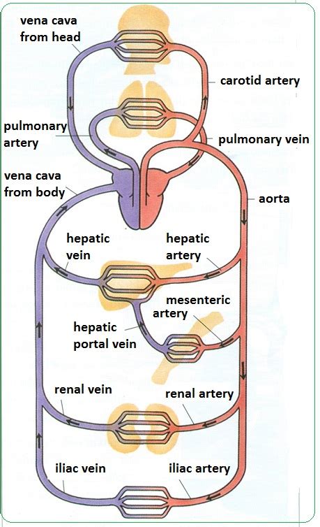 # 72 Arteries, veins and capillaries - structure and functions | Biology Notes for IGCSE 2014 & 2022