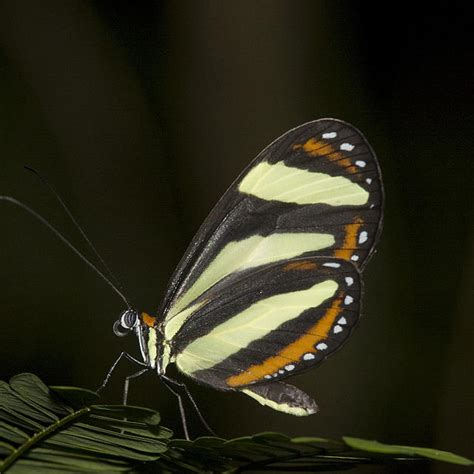 Banded Tigerwing Aeria eurimedia (Cramer, 1777) | Butterflies and Moths of North America