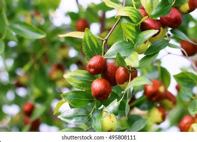 4,311 Natural Jujube Tree Images, Stock Photos & Vectors | Shutterstock