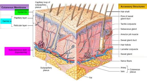 Epidermis - 5 Layers of Epidermis, Outermost Layer & Function