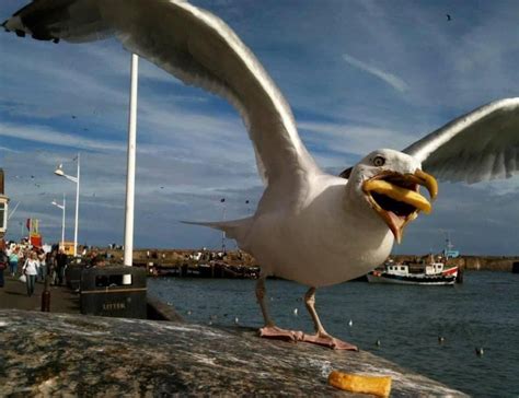 Google buys photographer's shot of seagull eating a chip - BBC News