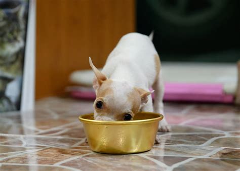 The Best Dog Food for Chihuahuas: Reviews and Ratings of the Top Wet ...