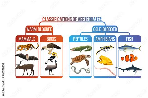 Vektorová grafika „Classification of vertebrates animals. Mammals, birds, reptiles, amphibians ...