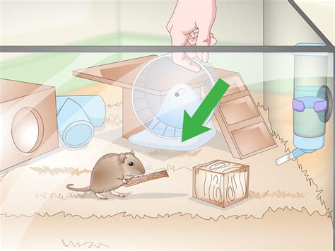 How to Set Up a Gerbil Cage: 15 Steps (with Pictures) - wikiHow