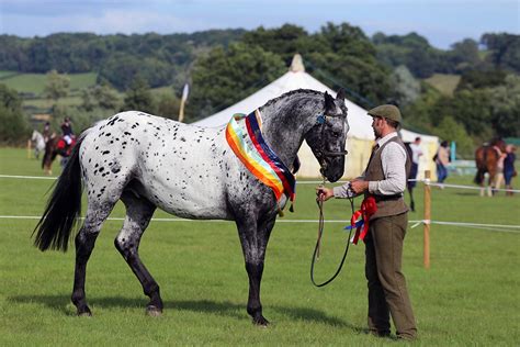 Show Classes | Usk Show